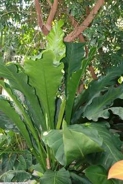 Image of Anthurium eggersii Engl.