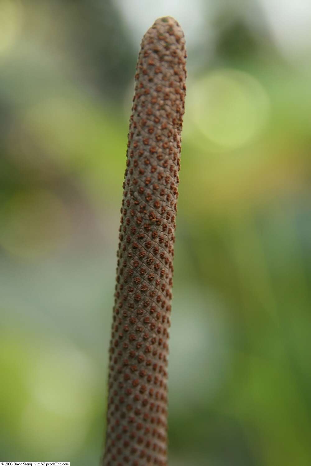 Image of Anthurium eggersii Engl.