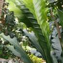 Image of Anthurium eggersii Engl.