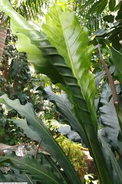 Image of Anthurium eggersii Engl.