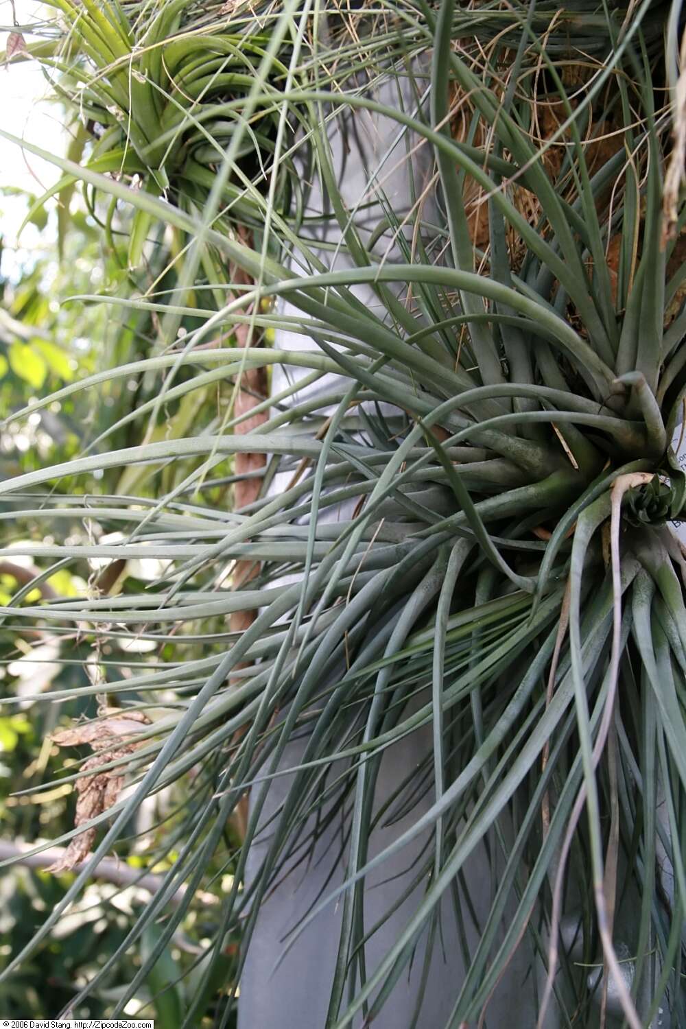 Image of Tillandsia rhomboidea André