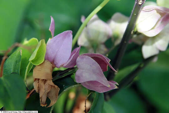 Слика од Clerodendrum thomsoniae Balf. fil.