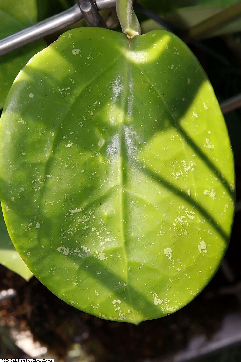 Image of Hoya macgillivrayi F. M. Bailey