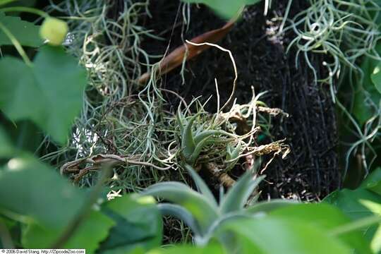 Imagem de Tillandsia edithae Rauh