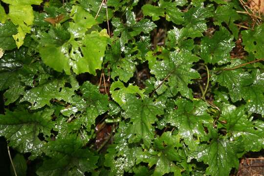 Image of Heartleaved foamflower