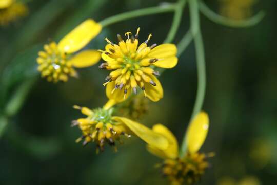 Image of wingstem