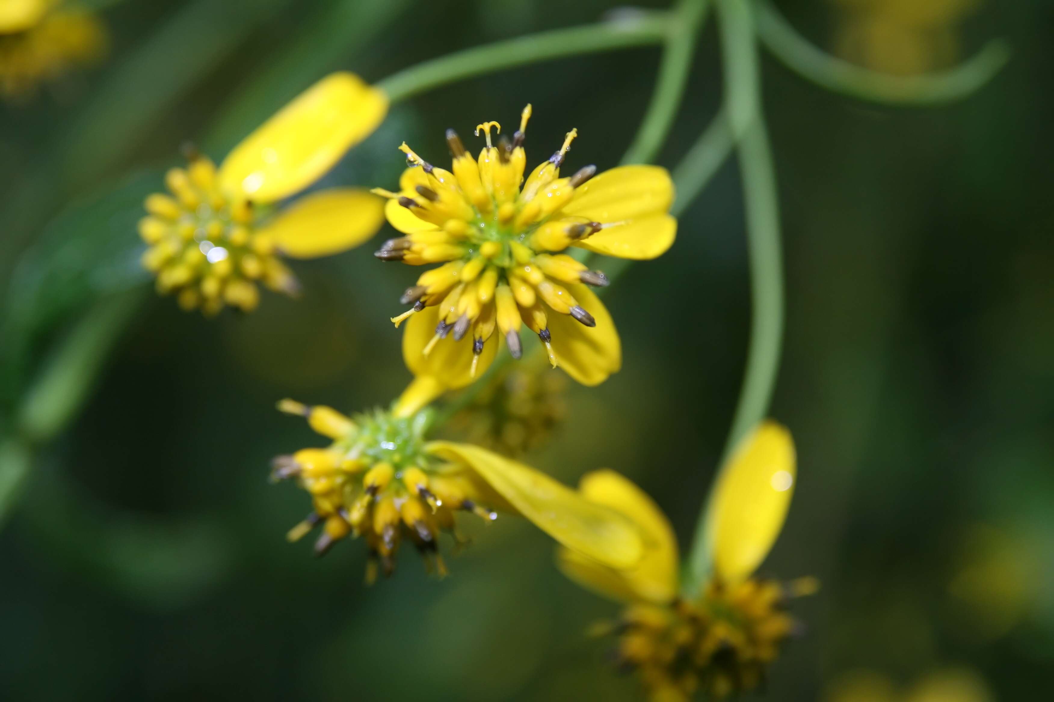 Слика од Verbesina alternifolia (L.) Britt. ex Kearney