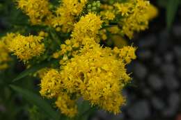 Image of Cutler's alpine goldenrod