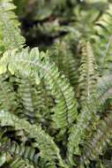 Image of Australian swordfern