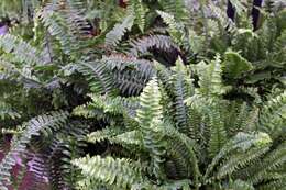 Image of Australian swordfern