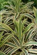 Image of Dracaena reflexa Lam.