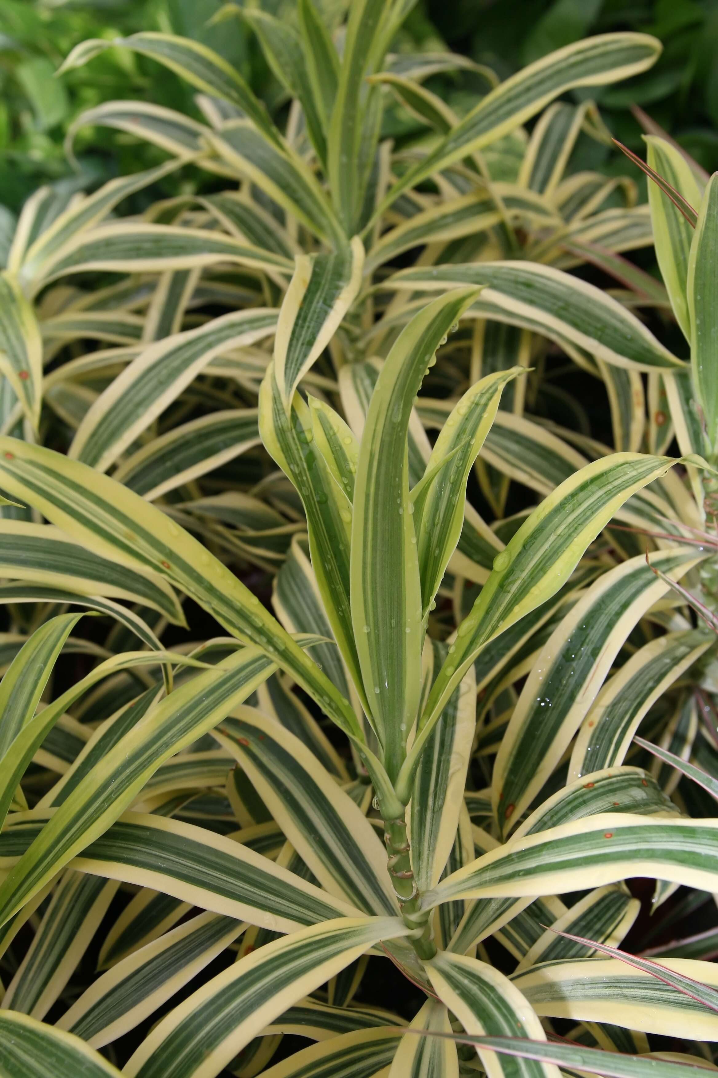 Image of Dracaena reflexa Lam.