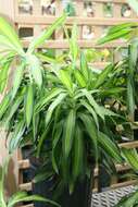 Image of Dracaena reflexa Lam.