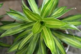 Image of Dracaena reflexa Lam.