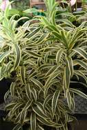 Image of Dracaena reflexa Lam.