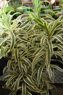 Image of Dracaena reflexa Lam.