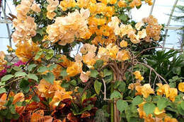 Bougainvillea buttiana Holttum & Standl. resmi