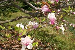 Image of Saucer magnolia