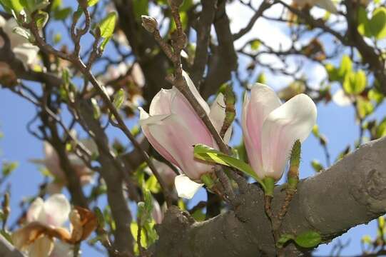 Image of Saucer magnolia