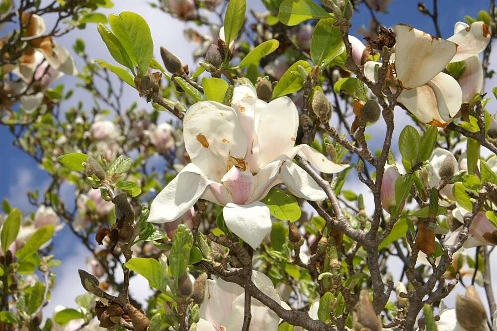 Image of Saucer magnolia