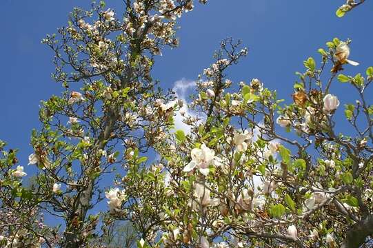 Image of Saucer magnolia