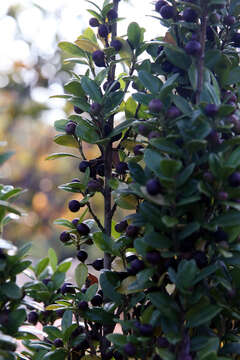 Image of Japanese holly