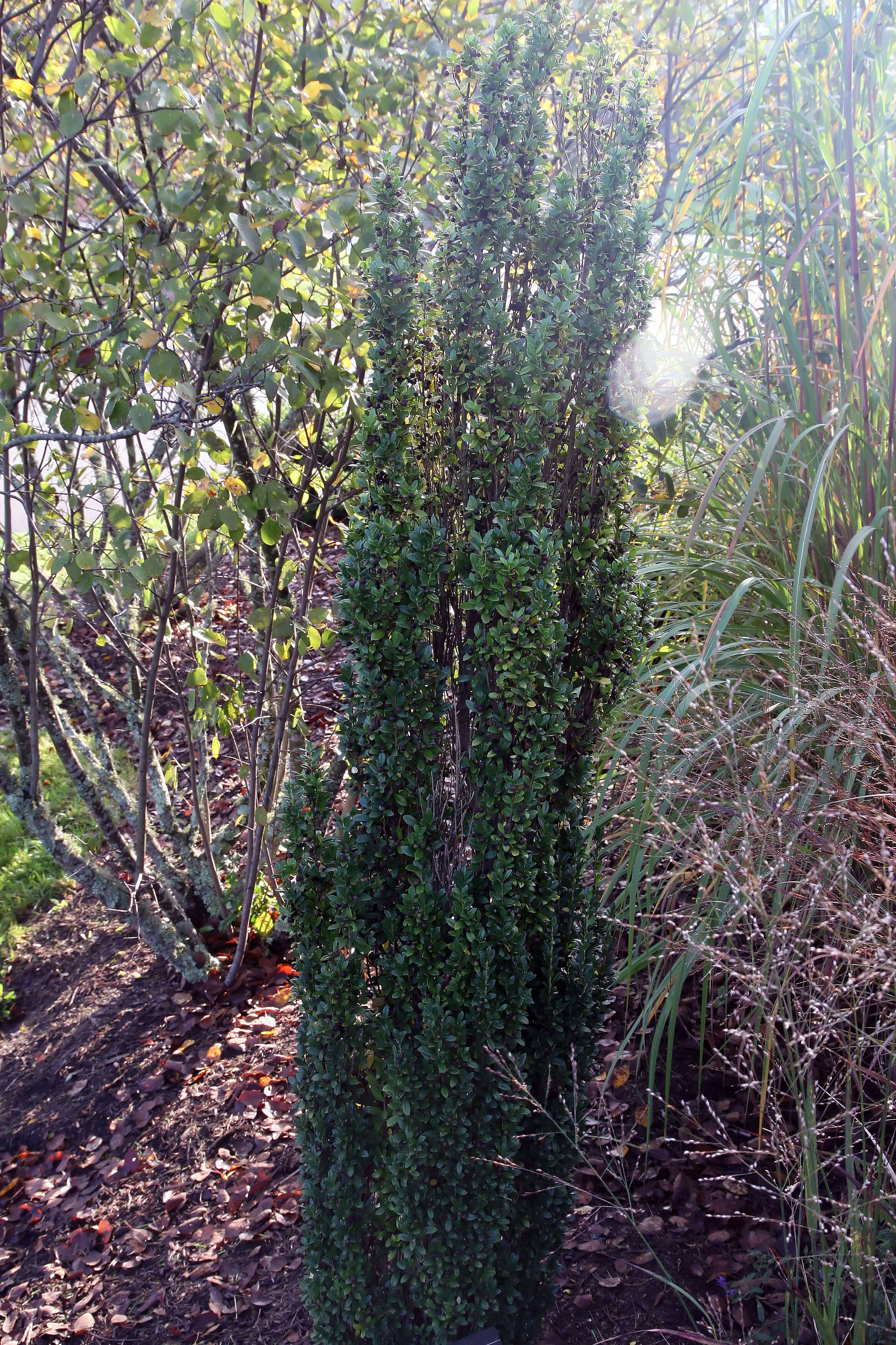 Image of Japanese holly