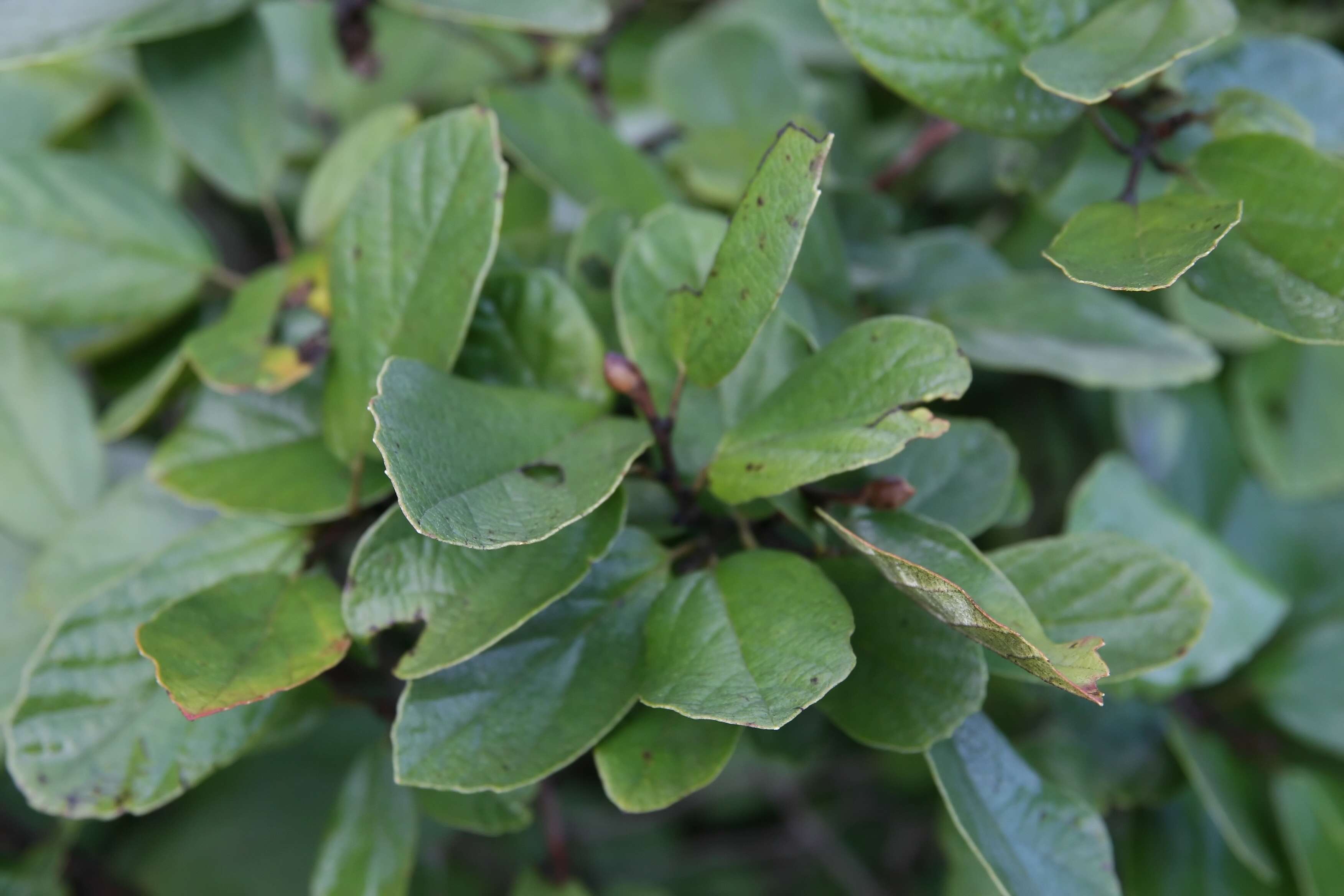 Imagem de Fothergilla gardenii Murr.