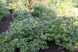 Imagem de Fothergilla gardenii Murr.