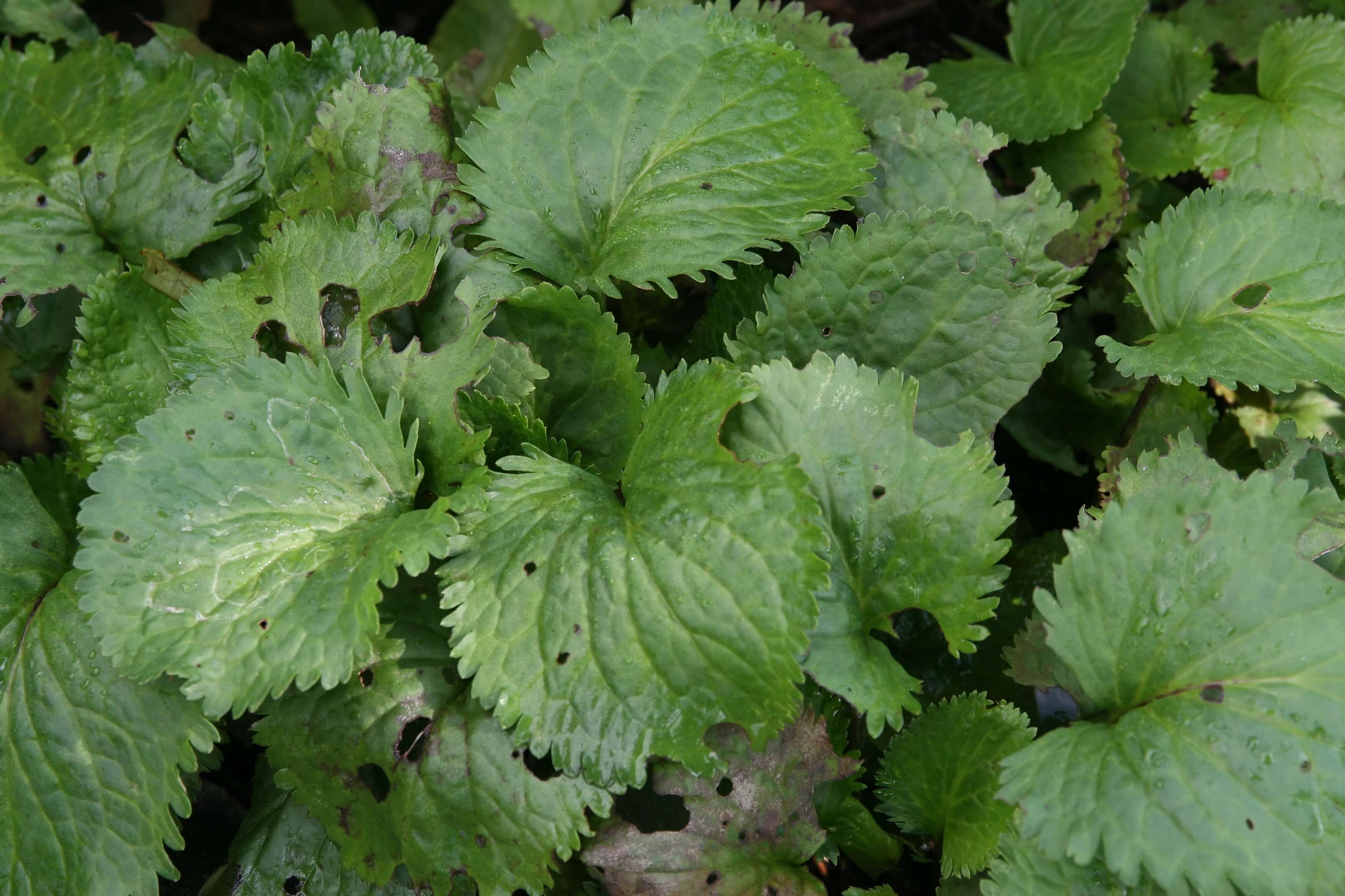 Image of golden ragwort