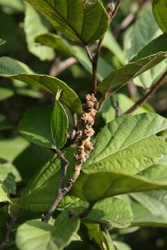 Imagem de Fothergilla gardenii Murr.