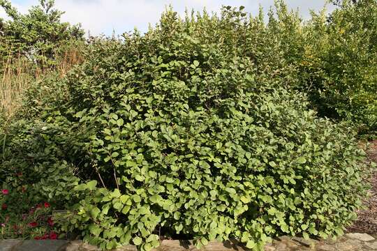 Imagem de Fothergilla gardenii Murr.