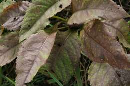 Image of American feverfew