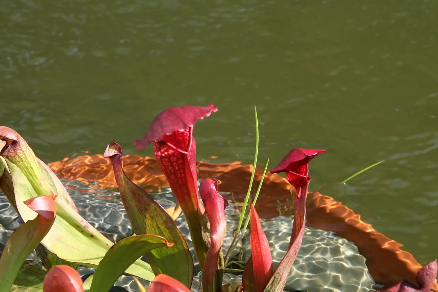 Image of Pitcher plant