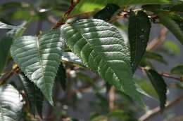 Image of Prunus incisa C. P. Thunb. ex A. Murray