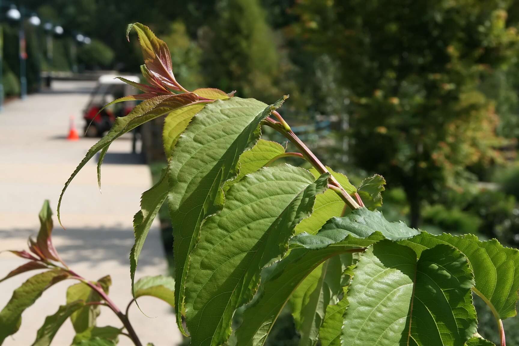 Image of Stachyurus praecox Sieb. & Zucc.