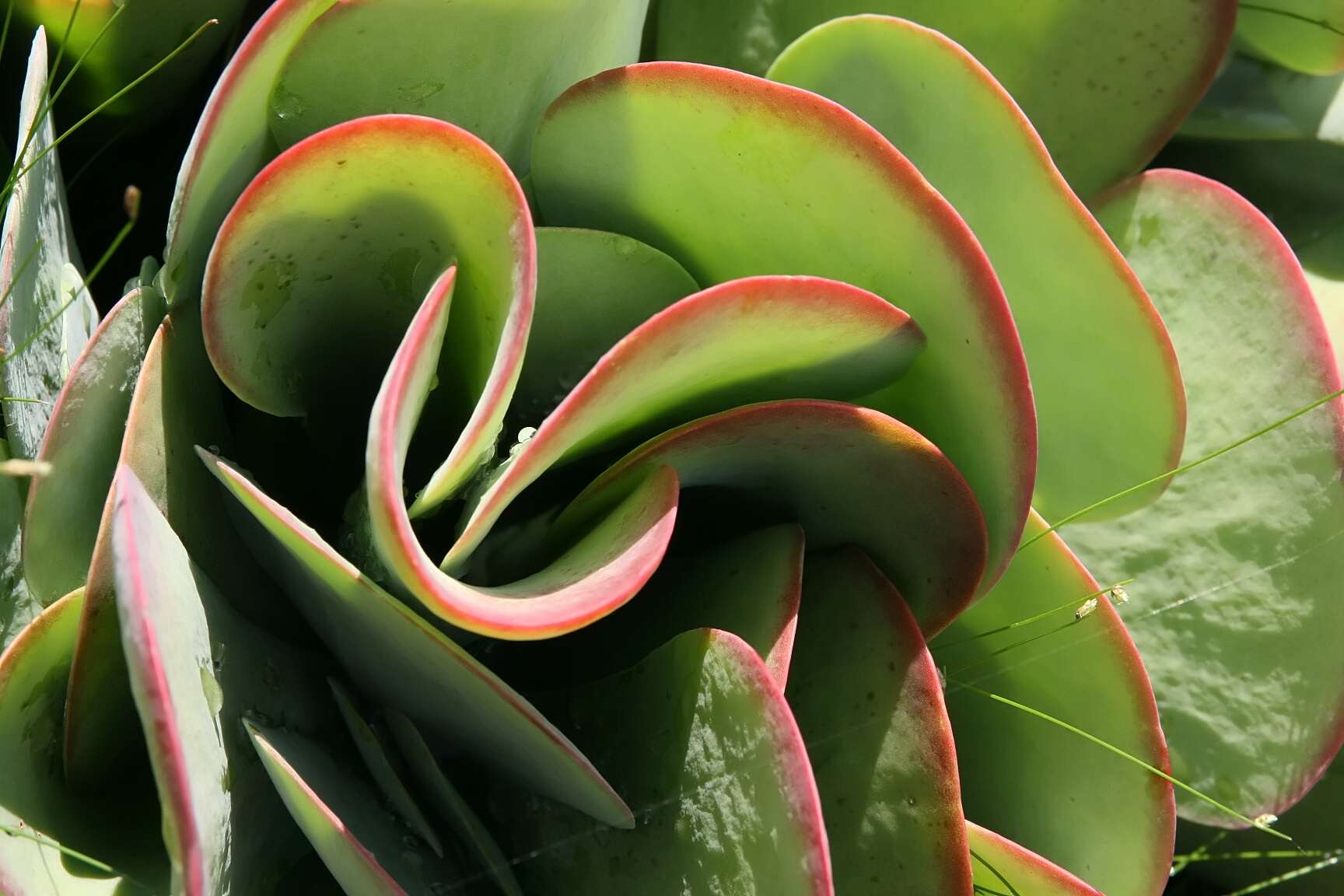 Image of Kalanchoe luciae