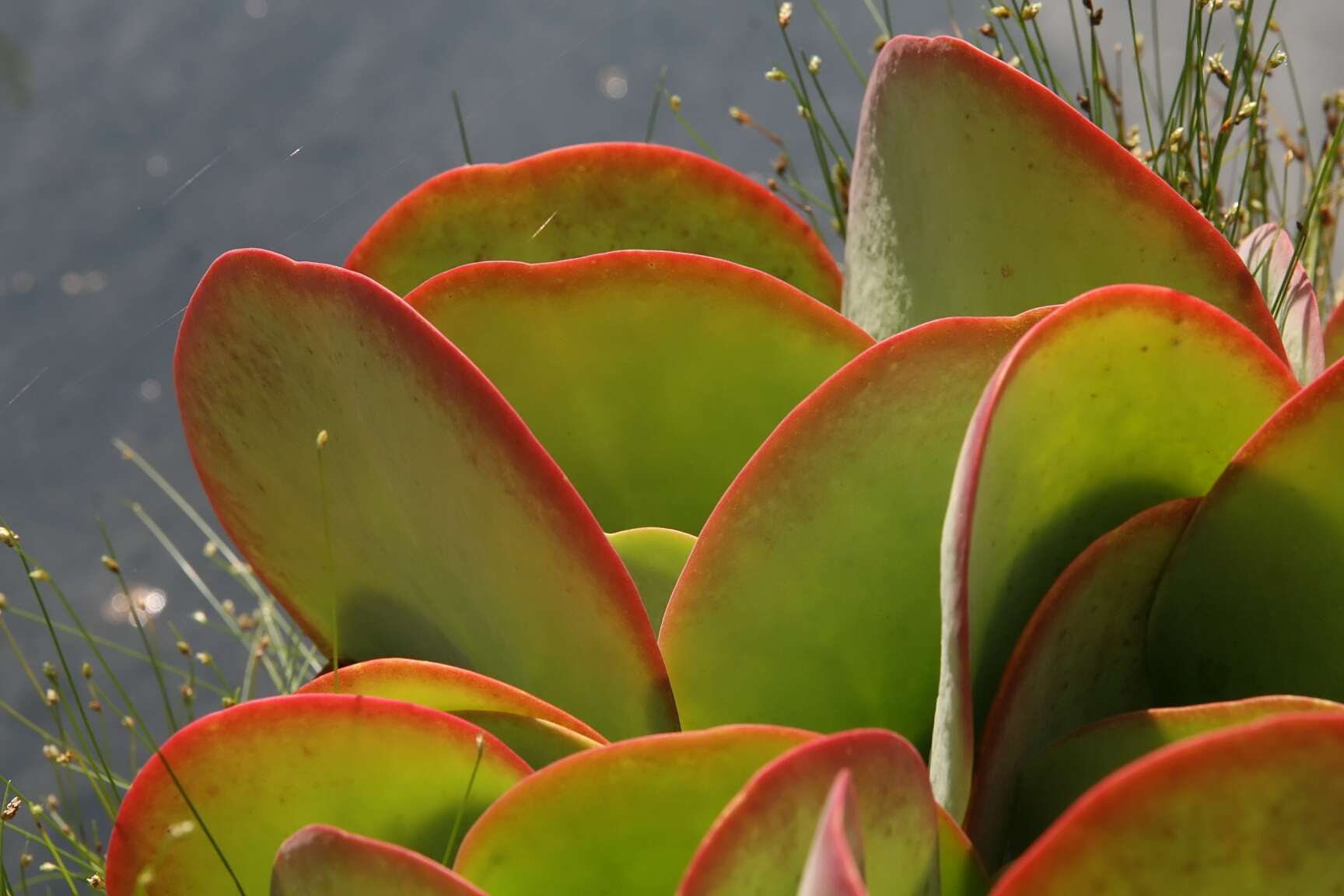 Image of Kalanchoe luciae