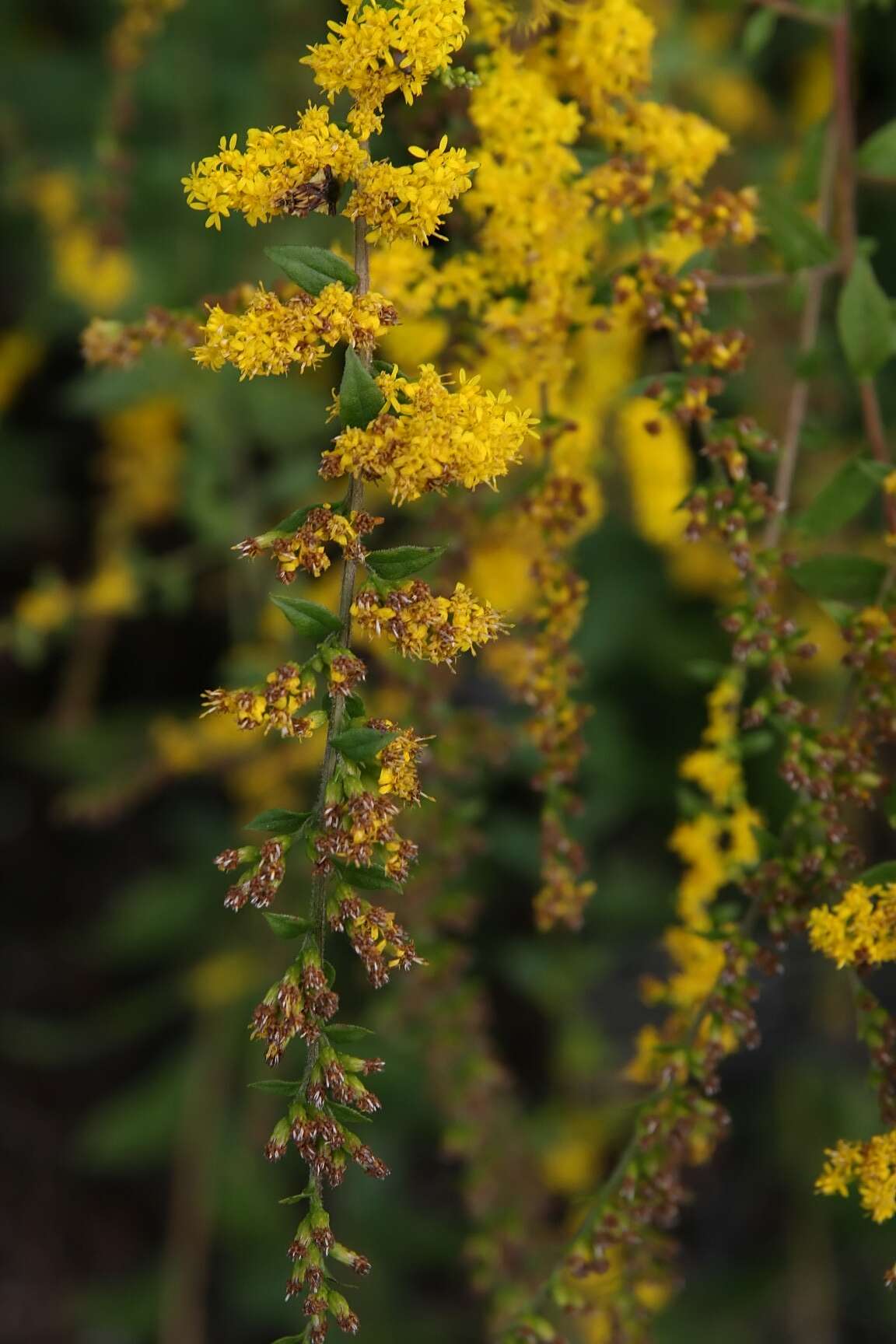 Image of wrinkleleaf goldenrod