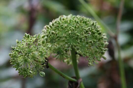 Imagem de Angelica gigas Nakai