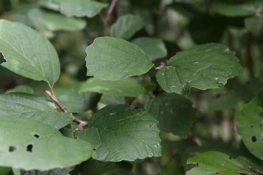 Imagem de Fothergilla gardenii Murr.