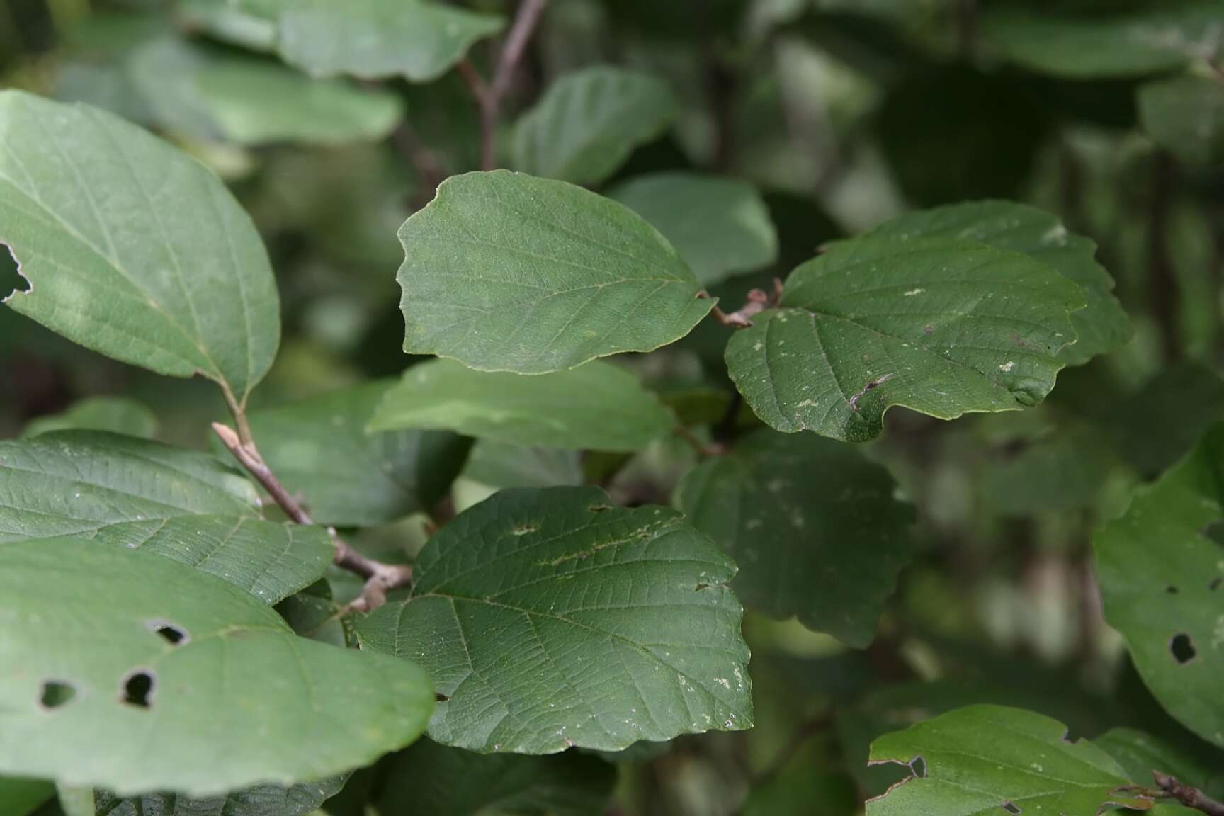 Imagem de Fothergilla gardenii Murr.