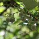 Image de Styrax grandifolius