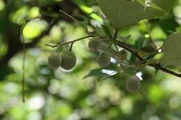 Image of Styrax grandifolius