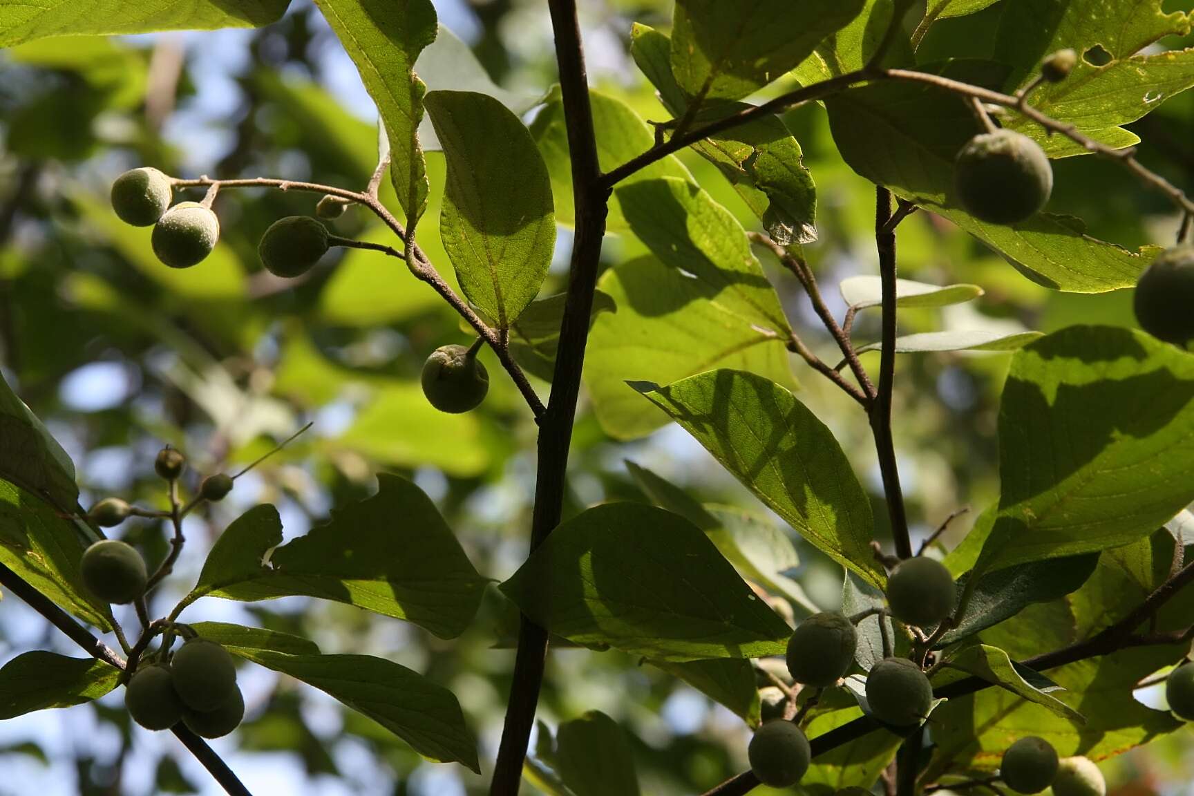 Image of Styrax grandifolius