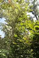 Image of Styrax grandifolius