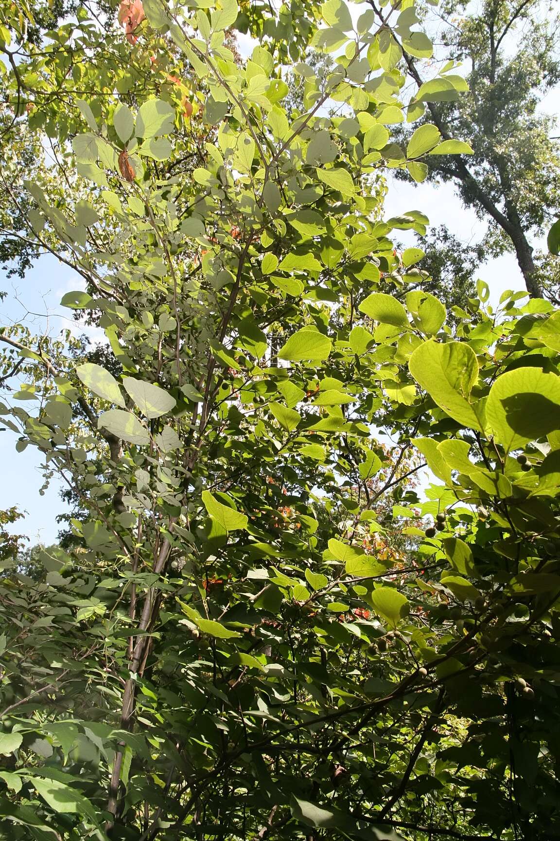 Image de Styrax grandifolius