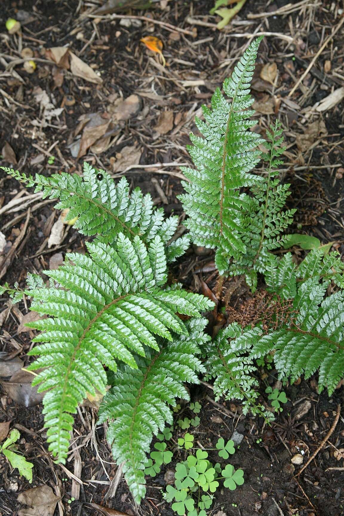 Image of Korean tasselfern