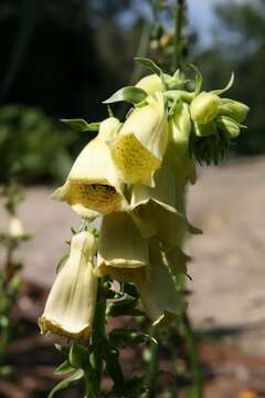 Imagem de Digitalis grandiflora Mill.