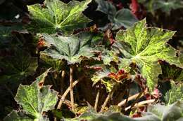 Image of Begonia masoniana Irmsch. ex Ziesenh.